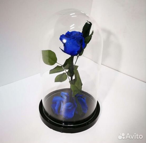 Живая Роза в колбе классик 22 см, бутон 5-6 см