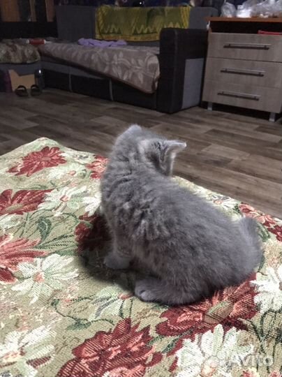 Кошка в дар