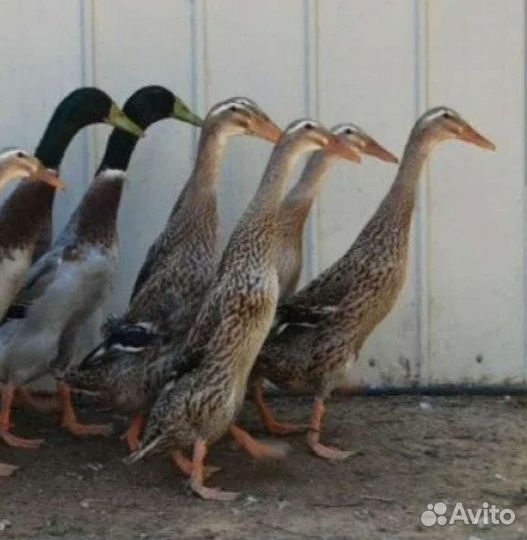 Утки индийский бегунок