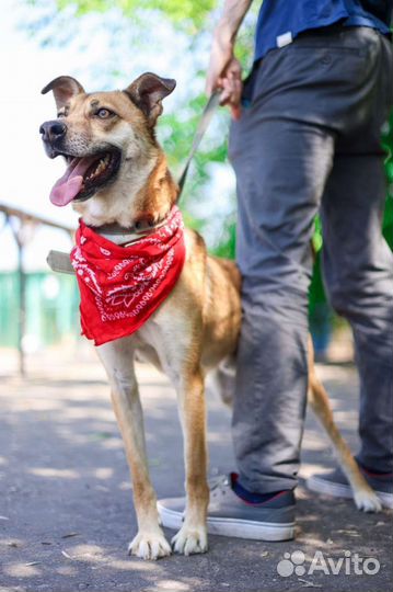 Уютный пёсик Бивис