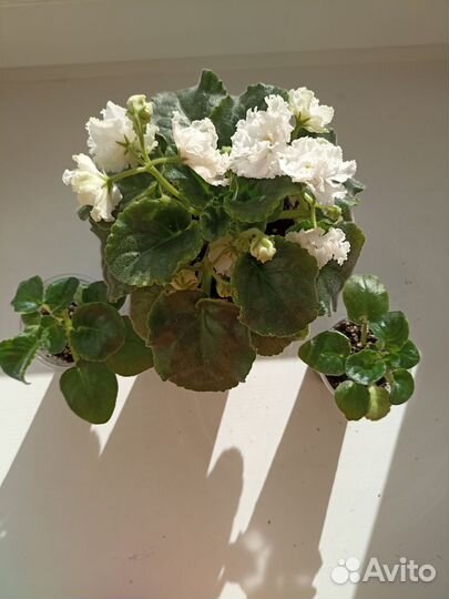 Фиалка белая