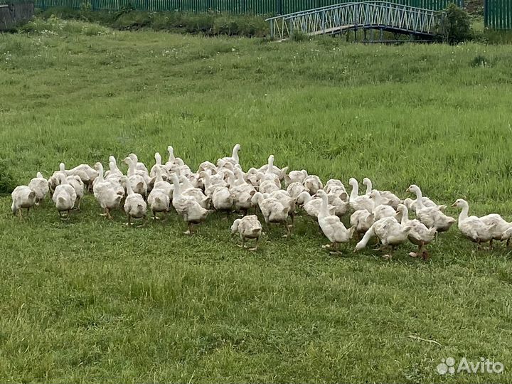 Гуси белые