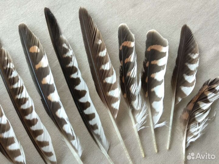 Перья птиц