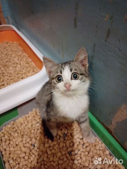 Котенок в добрые руки