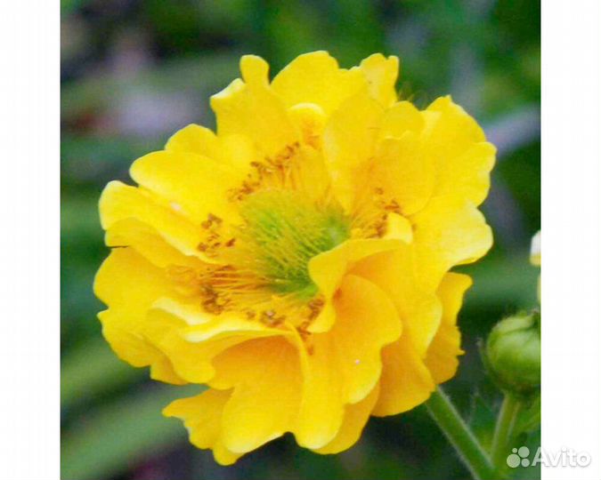 Гравилат Double Sunrise