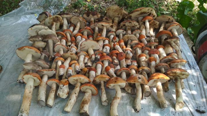 Участок 20 сот. (ИЖС)