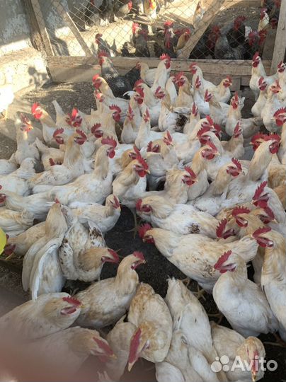 Молодые петушки