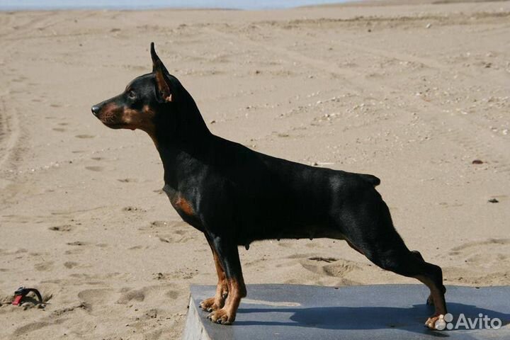 Черно-подпалые щенки цвергпинчера