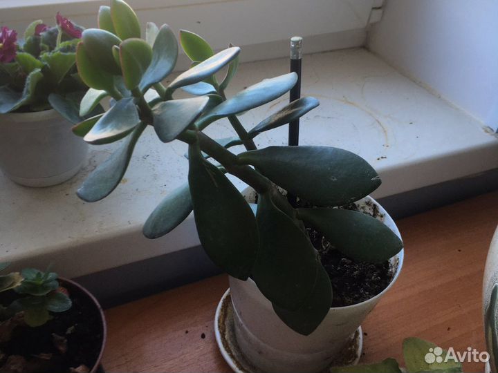 Толстянка, денежное дерево, крассула