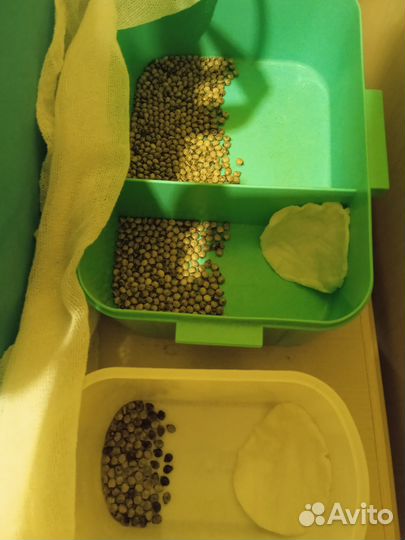 Яйца австралийского палочника