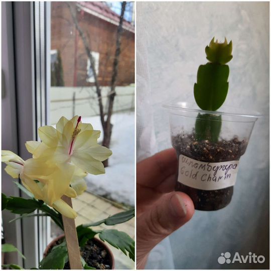 Шлюмбергера сортовые укоренённые