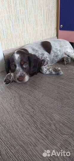 Русский спаниель