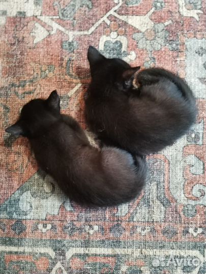 Котята метисы
