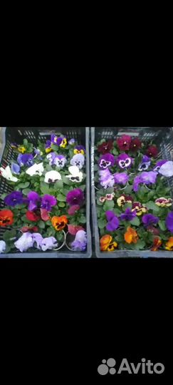 Анютины глазки