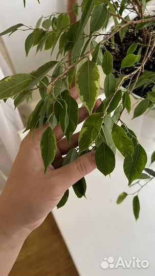 Фикус бенджамина