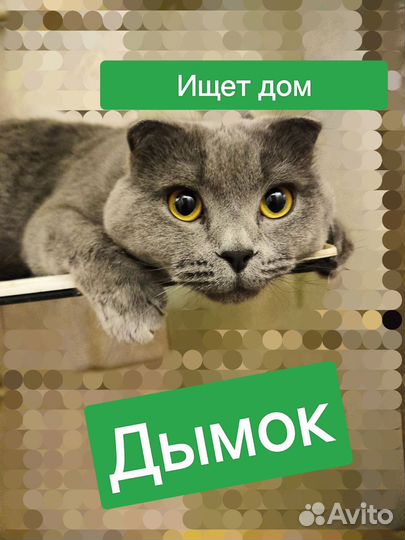 Британец вислоухий