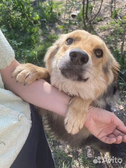 Щенок в добрые руки бесплатно