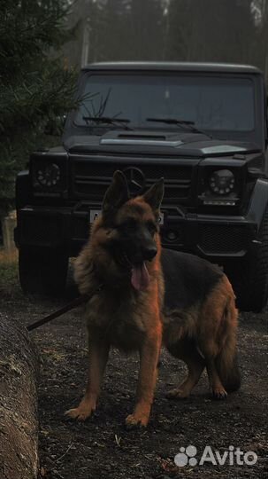 Выгул собак