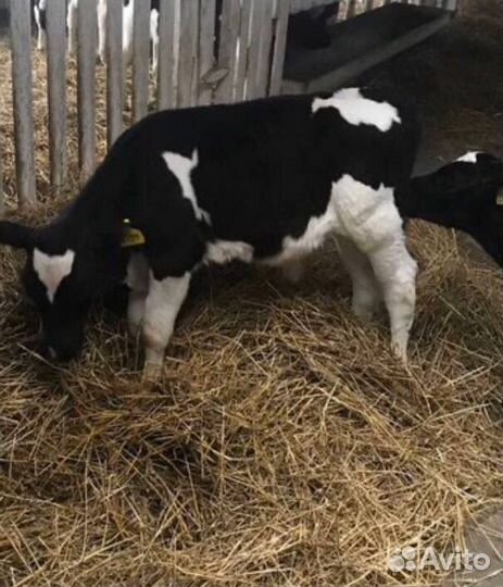 Телята, телочки, бычки