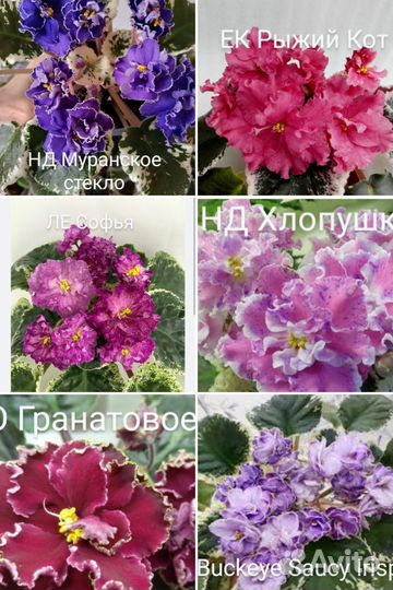 Сортовая фиалка