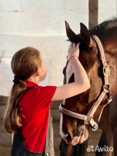 Помогу с лошадью
