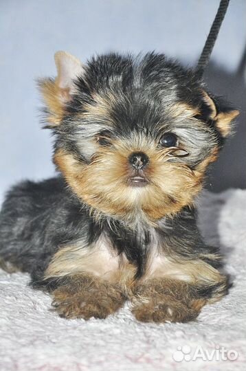 Щенки йорка