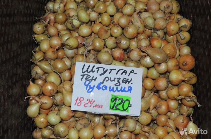 Голландский и Российский лук севок