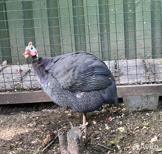 Цесарка/цесарь