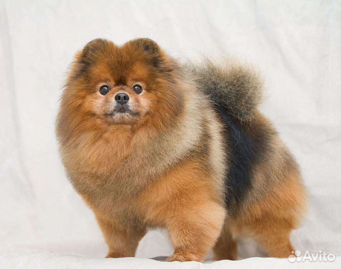 Стрижка шпицев, породный груминг