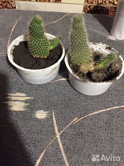 Кактус цветущий