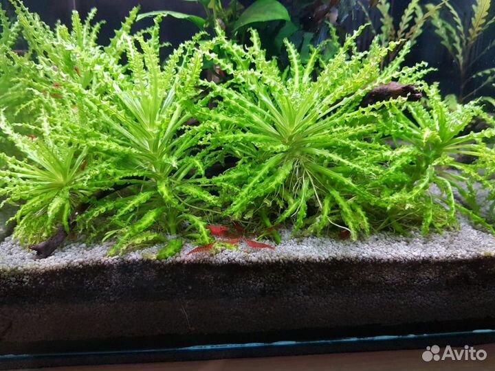 Растения, водоросли и креветки