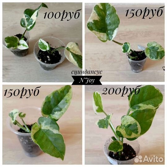 Эпипремнумы, сциндапсусы,хойи,сингониумы сортовые