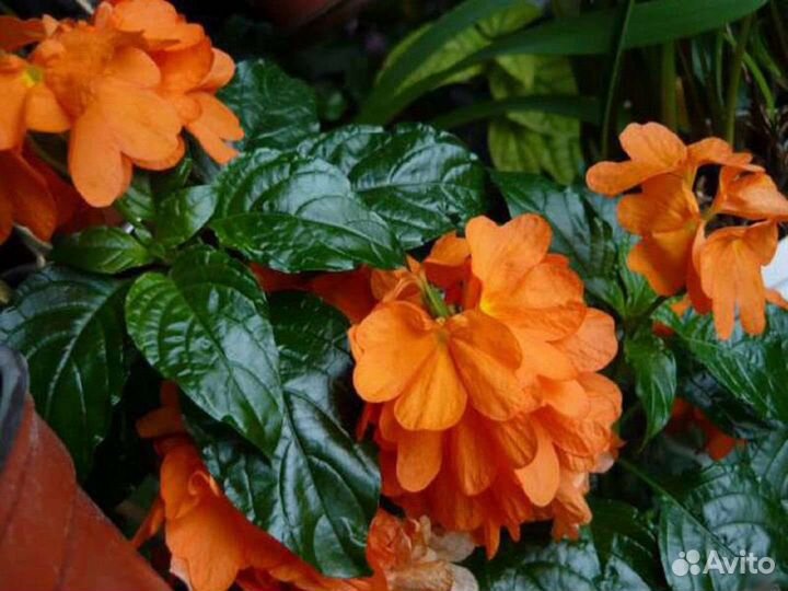 Семена комнатные растения