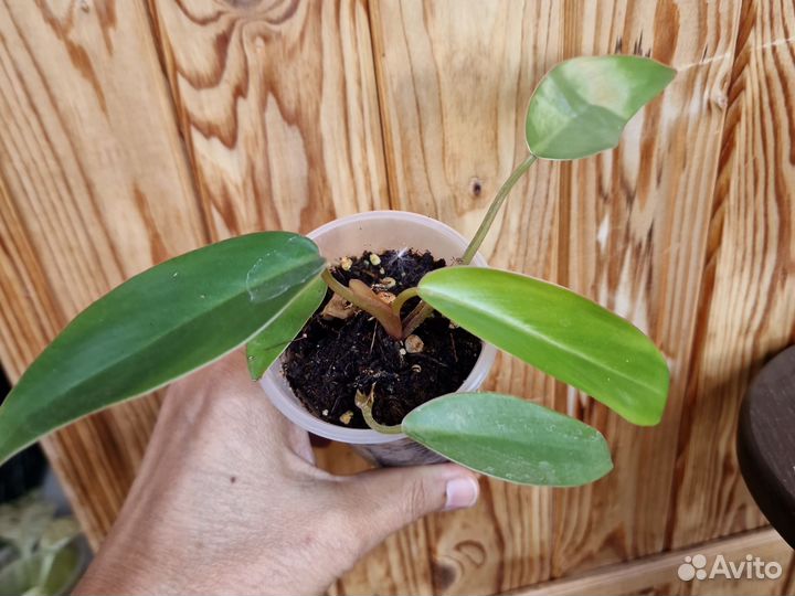 Филодендрон Краснеющий