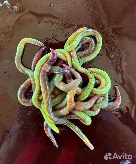 Правильные черви