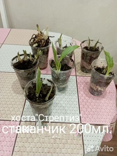 Многолетники цветы