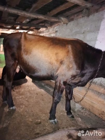 Корова год и 10 месяцев