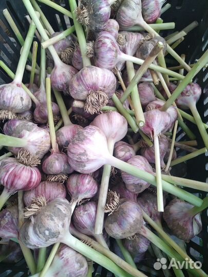 Чеснок зимний
