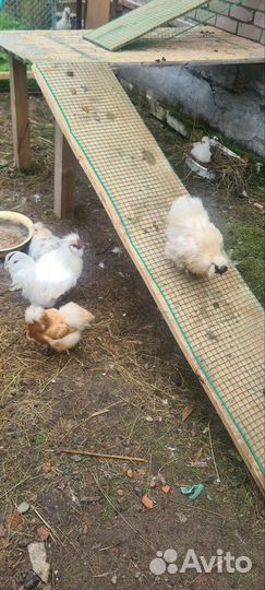 Китайские шелковые куры