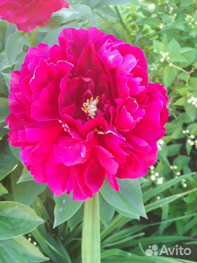 Коллекционные пионы на осень