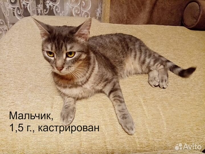 Черная. Красивая как с картинки. И др