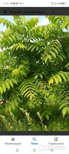 Манчжурский орех