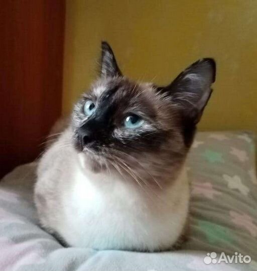 Триша кошка