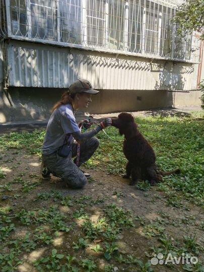 Дрессировка, передержка собак: работа на результат