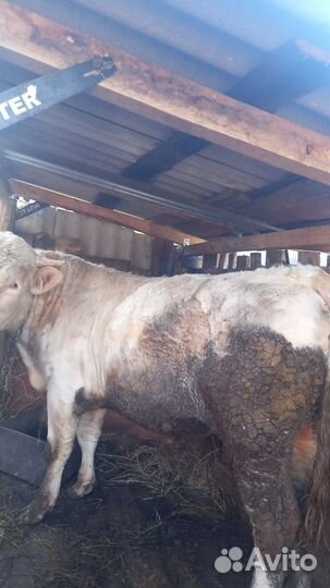 Бык на племя