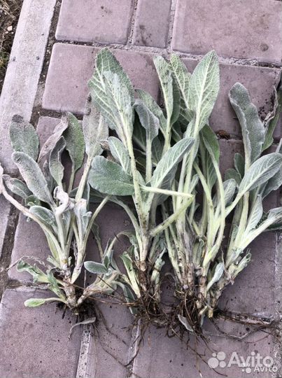 Многолетние растения