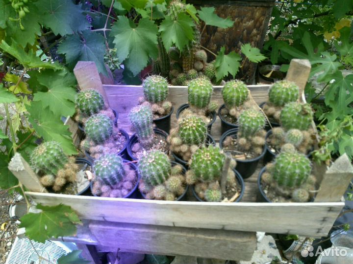 Кактус эхинопсис