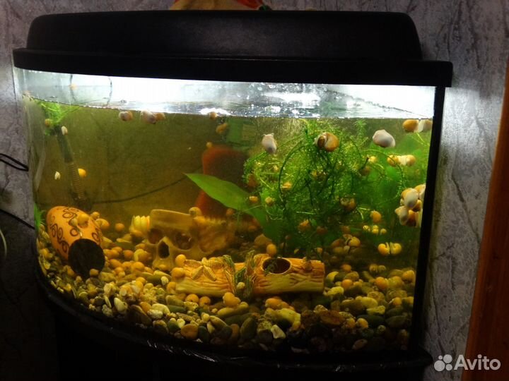 Аквариум на 150 и 120 литров