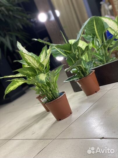 Диффенбахия микс