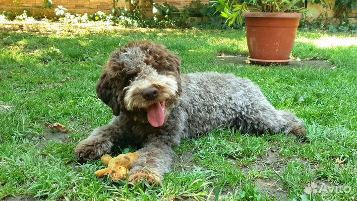 Щенки лаготто романьоло